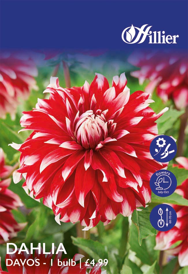8718641998762 1 HS914 Dahlia Davos.jpg